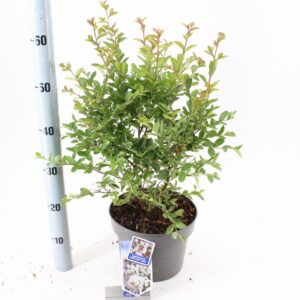 Лагестремиа D23 H65 - Lagerstroemia Love Virgin