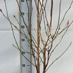 Магнолия D25 H100 - Magnolia Leonard Messel