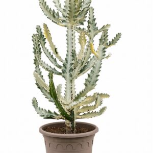 Еуфорбиа D30 H60 - Euphorbia lactea Ghost
