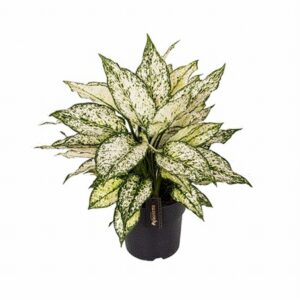 Аглонема D19 H40 - Aglaonema White Kiwi