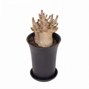 Адениум D10 H20 - Adenium Baobab
