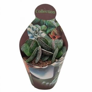 Адромискус D10.5 H12 - Adromischus Rupicola