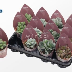 Адромискус D8 H18 - Adromischus Sierra mix