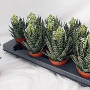 Алое D9 H17 - Aloe Tiki Tahi