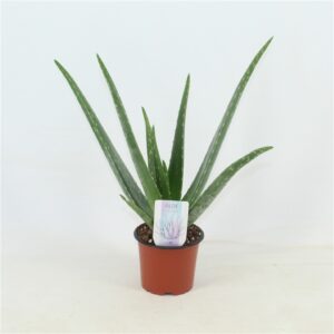 Алое D14 H45 - Aloe Vera