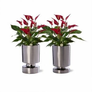 Антуриум с кашпа D12 H40 - Anthurium arrangement