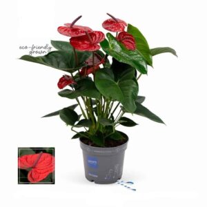 Антуриум D17 H60 - Anthurium Kama Dark Red