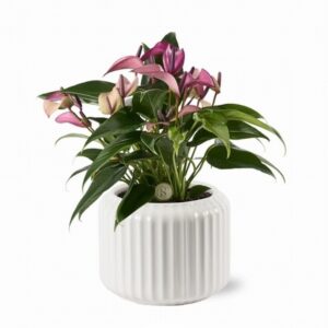 Антуриум в керамична кашпа D12 H40 - Anthurium Zizou