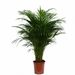 Арека D24 H120 - Dypsis Lutescens