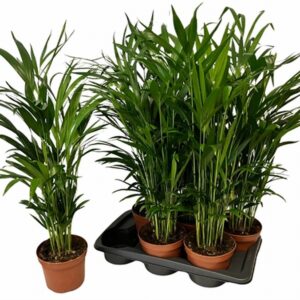 Арека D17 H85 - Dypsis Lutescens
