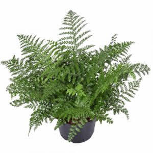 Асплениум D12 H30 - Asplenium Parvati