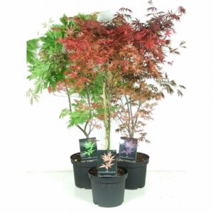 Ацер D26 H60 - Acer Palmatum mix