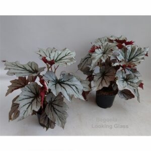 Бегония D14 H45 - Begonia leaf Looking Glass
