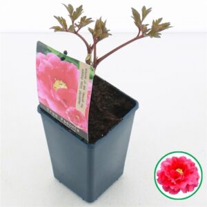 Божур D15 H30 - Paeonia Red