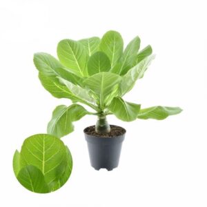 Бригамиа D12 H30 - Brighamia Hawaiian Palm