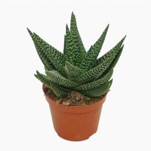 Гастерхавортия D9 H14 - GasterHaworthia Royal