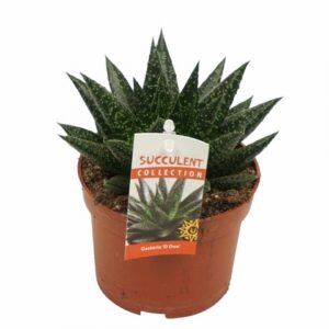 Гастериа D8.5 H12 - Gasteria D`due
