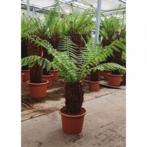 Диксония D45 H110 - Dicksonia Antarctica