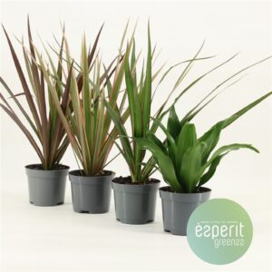 Драцена D9 H15 - Dracaena mix