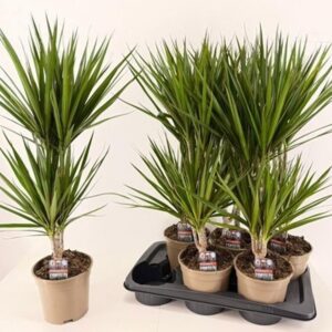 Драцена D17 H85 - Dracaena Marginata