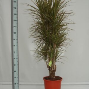 Драцена D32 H150 - Dracaena marginata Bicolor