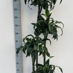 Драцена D27 H170 - Dracaena compacta Dorado