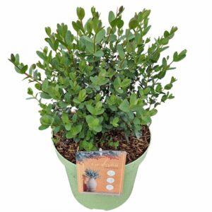 Евкалипт D26 H70 - Eucalyptus Parvula