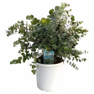 Евкалипт D23 H50 - Eucalyptus Cinerea