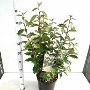 Елеагнус D26 H70 - Elaeagnus Ebbingei