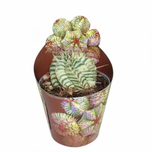 Еуфорбиа D6.5 H8 - Euphorbia Meloformis var