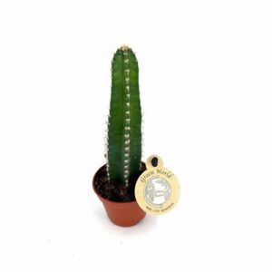 Кактус D6 H13 - Cereus Peruvianus Florida
