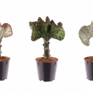 Еуфорбиа D12 H28 - Euphorbia Cristata
