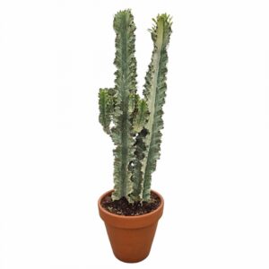Еуфорбиа D27 H95 - Euphorbia eritrea variegata