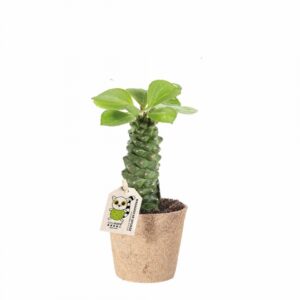 Еуфорбиа D9 H20 - Euphorbia Richie
