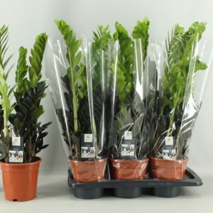 Замиoкулкас D17 H65 - Zamioculcas Zamiifolia Raven