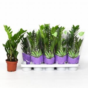 Замиокулкас D12 H40 - Zamioculcas Zamifolia