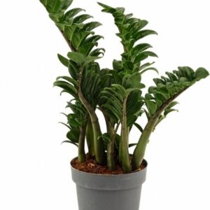 Замиокулкас D17 H50 - Zamioculcas Zenzi