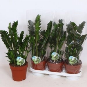 Замиокулкас D19 H70 - Zamioculcas Midori