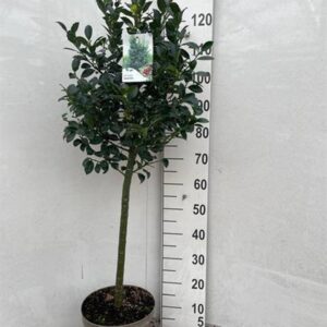 Илекс на ствол D26 H120 - Ilex Meserveae