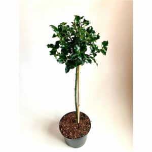 Илекс на ствол D17 H80 - Ilex aquifolium Lucifer