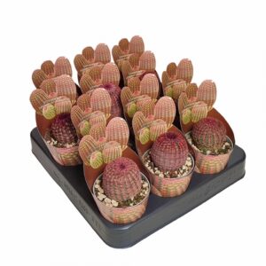Кактус D6.5 H8 - Echinocereus Rubispinus