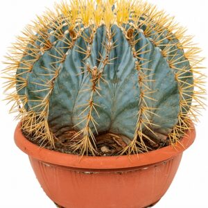 Кактус D25 H35 - Ferocactus Glaucescens