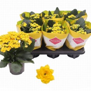 Каланхое D10 H22 - Kalanchoe Perfecta Yellow
