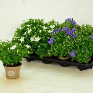 Кампанула D11 H20 - Campanula mix