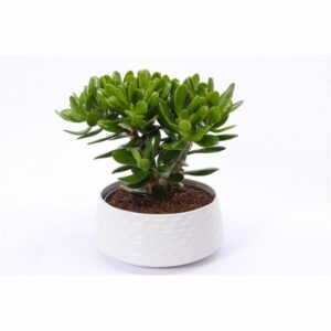 Красула в керамична кашпа D22 H27 - Crassula in ceramic bowl