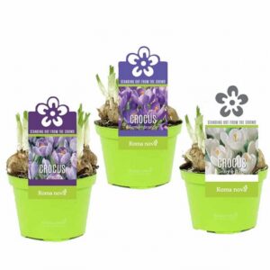 Минзухари D9 H11 - Crocus mix