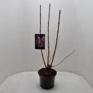 Люляк D23 H90 - Syringa vulgaris