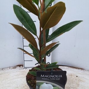 Магнолия D17 H50 - Magnolia grandiflora