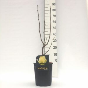 Магнолия D21 H70 - Magnolia Yellow River