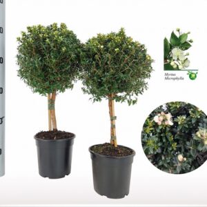 Мирта на ствол D17 H65 - Myrtus Communis on stem